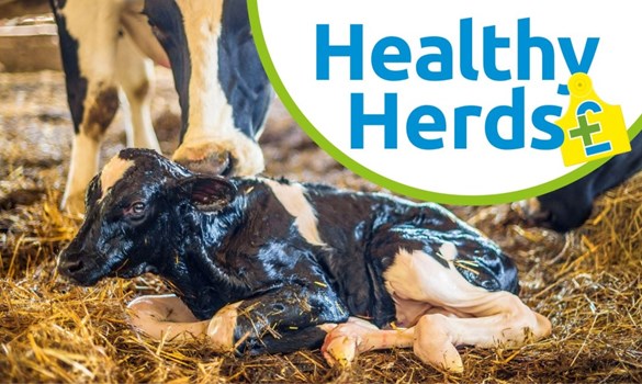 Fresh cow and calf on straw